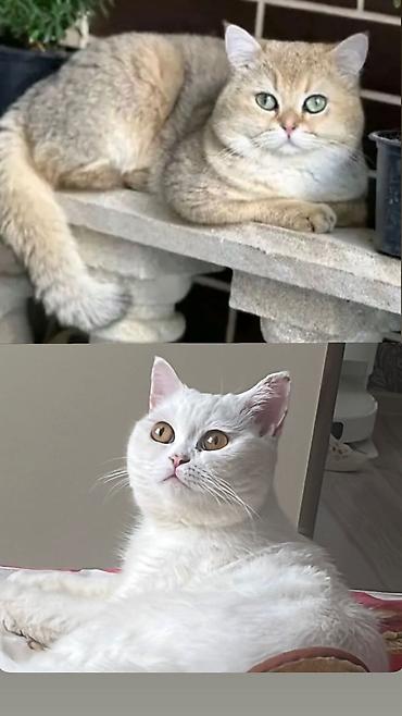 Pişiklər: Britan — 9