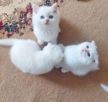 şirin pişik şəkilləri: Şinşilla, Dişi, Yaxşı əllərə, Ünvandan götürmə