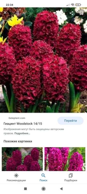 луковица тюльпана купить в Кыргызстан | Куплю дом: Пришла осень а значит пора сажать наши луковицы отличные сортовой