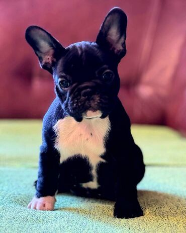 Psi: Odgajivačnica Francuskih Buldoga FCI 6478 Smederevo Fortress nudi na lalafo.rs — 5 Psi: Odgajivačnica Francuskih Buldoga FCI 6478 Smederevo Fortress nudi — 5