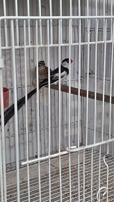 bulbul quşu satışı: Məhsul: Egzotik dekorativ quşlar cütlük Təsvir: - Növ: Uzun quyruqlu — 1