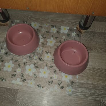 İtlər: Mops, 5 ay, Erkek, Sənədli — 9