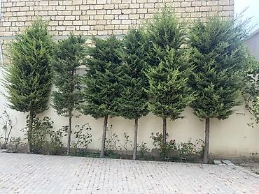 alca agaci: Məhsul: Həyət üçün həmişəyaşıl iynəyarpaqlı ağaclar (sıralı ədədli — 1