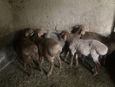 корм для индюков: Продаю | Ягненок, Баран (самец) | Гиссарская, Полукровка, Арашан | На забой, Для разведения | Осеменитель, Ярка