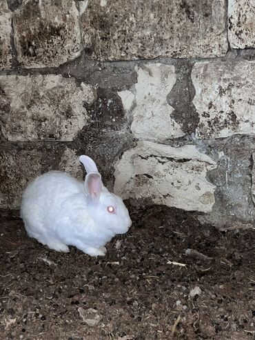 dovsanlar: Salam doşan satılr 3 dədə di hər mart oktyabr balalıyr 3 nə 30 manat