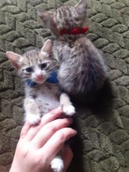 Pişiklər: Erkək, Dişi, Yaxşı əllərə — 11