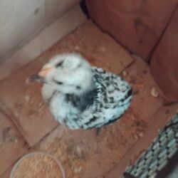 кошку в добрые руки: Для разведения, Бесплатная доставка