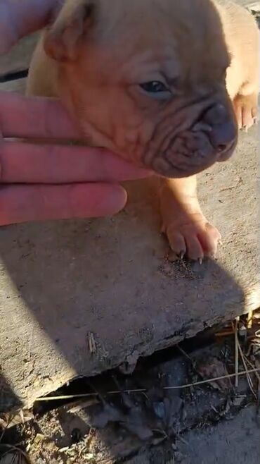 İtlər: Pitbul, 1 ay, Erkek, Peyvəndli, Pulsuz çatdırılma — 9