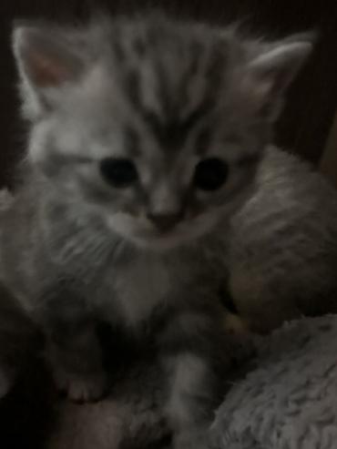 отдаю котят: 2 месяца, Девочка, Приучена к лотку — 1