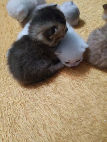 Pişiklər: Britan — 1