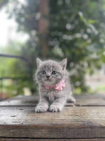 сибирская вислоухая кошка: Скотиш Страйт (Шотландская прямоухая), 2 месяца, Девочка, Приучена к лотку, Проглистована