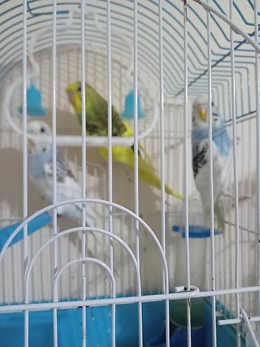 kakadu quşu: 3 ayliq tut qusu balalari denesi 10 manat unvan Nardaran — 3