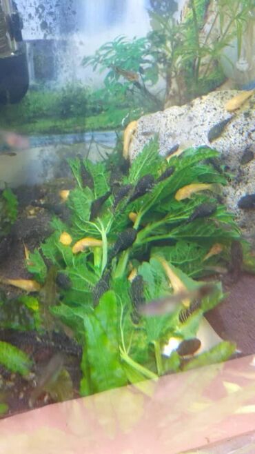 каракол животные: Продам Аквариумных рыбок Сомик Анциструса молодые