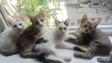 котята британской шиншиллы: Отдам котят в добрые руки. Три девочки и мальчик - слева направо