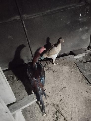 qu qusu satisi: Toyuq, Damazlıq — 2