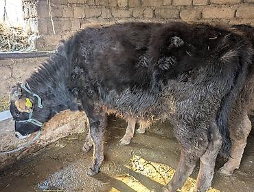 Коровы, быки: Продаю | Бык (самец) | На откорм | Привязанные — 1