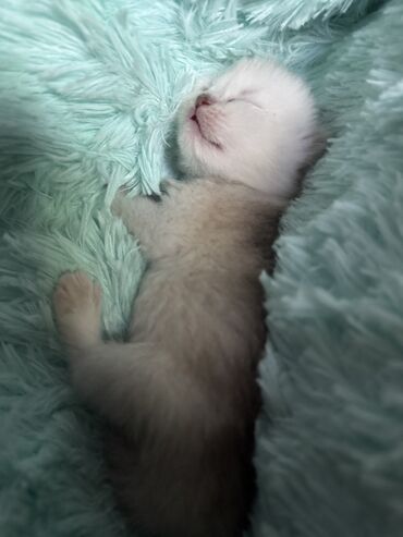 Продажа кошек: Скотиш Фолд (Шотландская вислоухая), 2 месяца, Девочка at lalafo.kg — 5 Продажа кошек: Скотиш Фолд (Шотландская вислоухая), 2 месяца, Девочка — 5