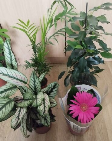 Ostale kućne biljke: Paket 4 biljke