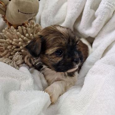 Продажа собак: ПРОДАЮТСЯ ЩЕНКИ ШИ-ТЦУ!!! 3 мальчика и 2 — 13