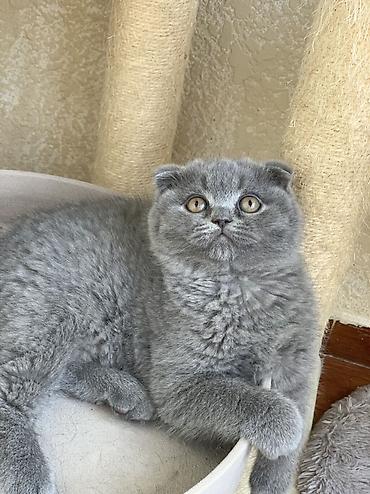 Кошки: Шотландская, Самка, Самец, Самовывоз — 3