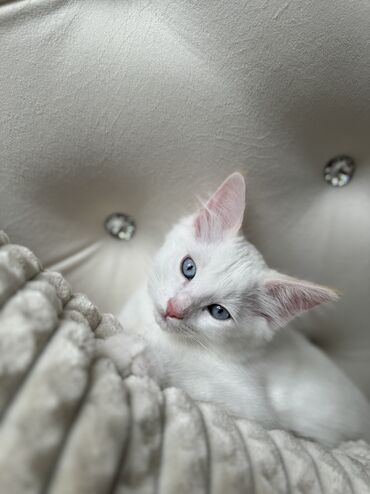 купить котенка: Ищем заботливых хозяев для прекрасного мальчика-котенка породы