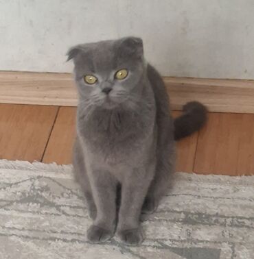 Pişiklər: Britan, Yaxşı əllərə — 12