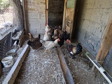 продам домик для кошки: Куры и петухи 6 курей 8 петухов