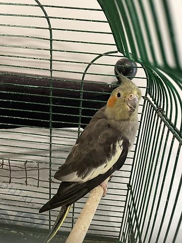 хары бюльбюль купить: Nimfa (cockatiel) papağanı və qəfəsi - Növ: Nimfa (cockatiel) - Rəng — 1
