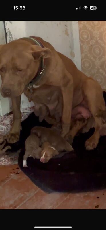 pitbul balaları: Pitbul, 1 ay, Erkek, Ünvandan götürmə