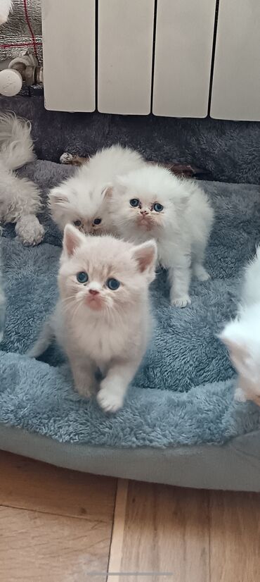 Pişiklər: Britan — 6