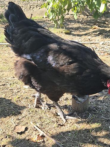 mal satisi: Toyuq, Australorp, Damazlıq — 4