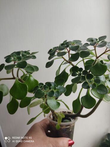 Другой декор и предметы интерьера: Распродажа Денежное дерево, толстянка, Поливать 1-2 раза в неделю — 7