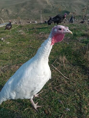 Hinduşka: Məhsul: Hinduşka sürüsü Təsvir: - Şəkillərdə ağ və tünd — 4