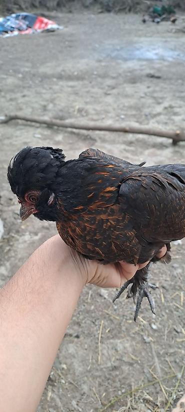 Toyuqlar: Toyuq, Damazlıq — 2