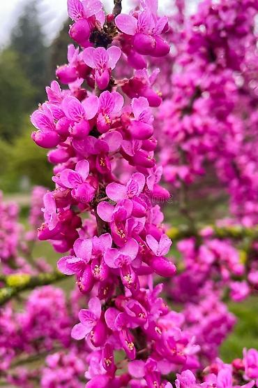 tikanlı bitkilər: Cercis gülü çox münasib qiymətə satişda var sifariş üçün əlaqə saxlaya — 2