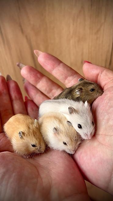Хомяки: Продаются хомячки ручные. В нашем питомнике вы можете приобрести — 13
