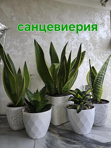 Аглаонемы: Аглаонема пестролистная (разные сортовые формы с розово‑зелёной — 9