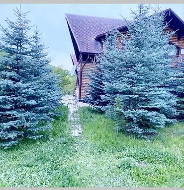 пилорамы: Готовое бизнес предложение на круглый год. Купил и сразу можешь — 10