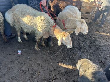 Бараны, овцы: Продаю | Баран (самец) | Осеменитель