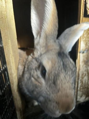 Кролики: Продаю | Крольчиха (самка), Кролик самец, Крольчата | Для разведения — 16