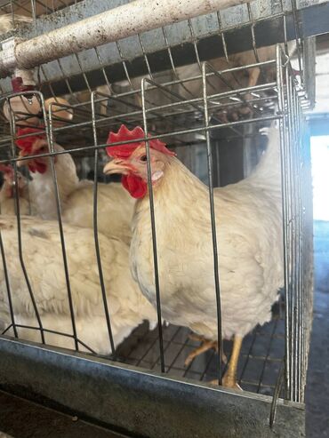 в связи с переездом отдам попугая жако в добрые руки: Продаю | Куры | На забой, Для разведения, Несушки
