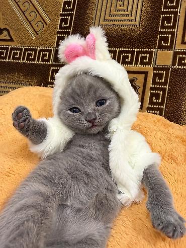 сколько стоит вислоухие котята: 🐾 Шотландские котята ищут любящих хозяев! 🐾 Малышам сейчас всего 4 — 1