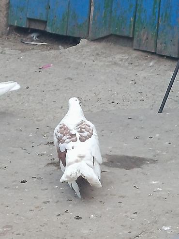 göyərçin yuvasi: Qusdar tutulmadi satılır komda götürməy olar ela quwdardi — 3