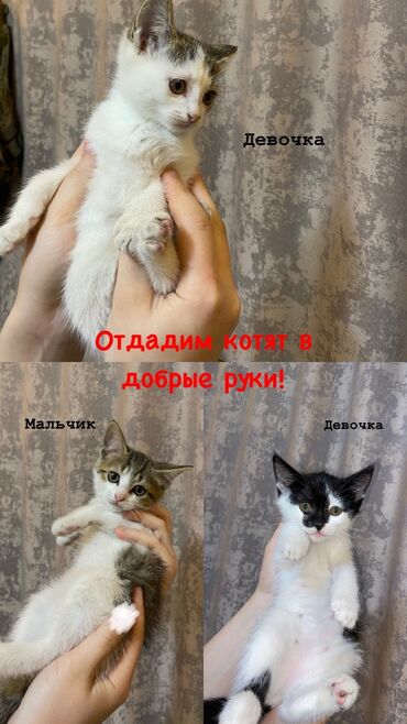 пл: 2 месяца, Девочка, Приучена к лотку