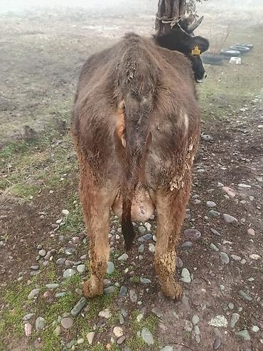 Коровы, быки: Продаю | Корова (самка) | На откорм | Привязанные — 13