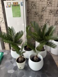 диваны бу ош: Цикас 400-1000 сом.Саговник (Cycas revoluta) в комнатных горшках-