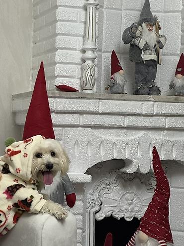 maltipoo satilir: Malta bolonka, 1 il, Dişi, Peyvəndli, Ünvandan götürmə — 1