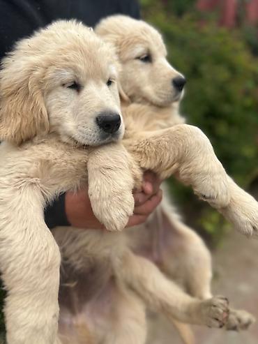 labrador itleri: Labrador-retriver, 2 ay, Erkək, Peyvəndli — 7