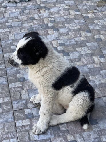 Продажа собак: Алабай, 3 месяца, Самка