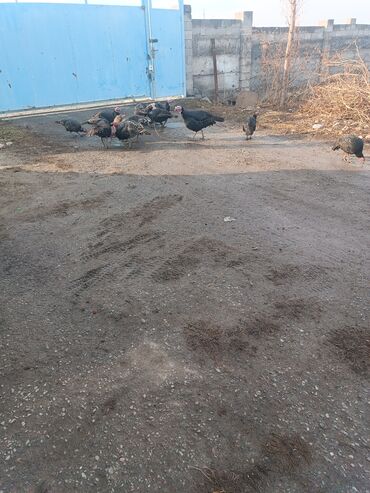 Индюки: Продаю | Индюшка (самка) | Черный принц | Для разведения | Племенные — 5